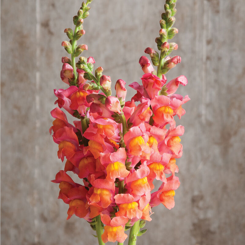 Potomac Orange Snapdragon