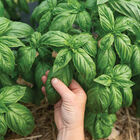 Mia Prospera® Active DMR Genovese Basil