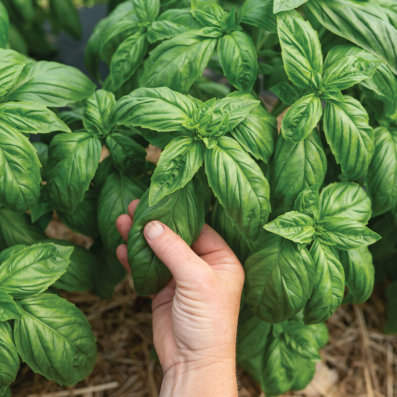 Mia Prospera® Active DMR Genovese Basil