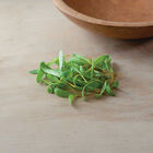 Beet, Yellow Microgreen Vegetables