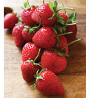 Strawberry Plant Collection Strawberry Bare-Root Plants