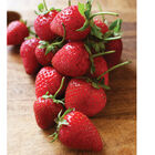 Strawberry Plant Collection Strawberry Bare-Root Plants