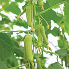 Mojito Specialty Cucumbers