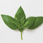 Aroma 2 Genovese Basil