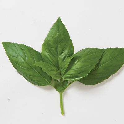 Aroma 2 Genovese Basil