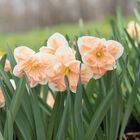 Apricot Whirl Narcissus