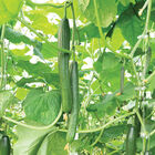 Poniente Seedless and Thin-skinned Cucumbers