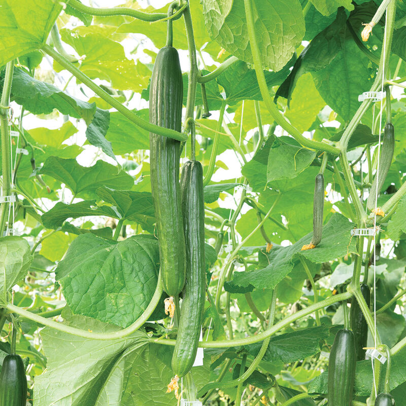 Poniente Seedless and Thin-skinned Cucumbers