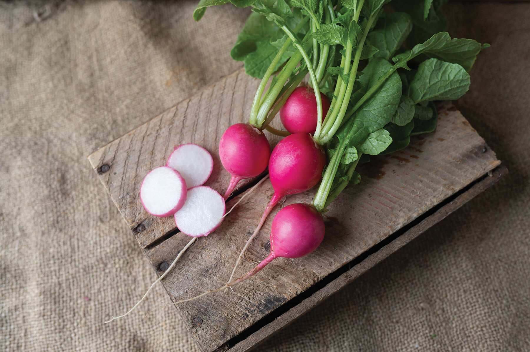 Pink Beauty Round Radishes