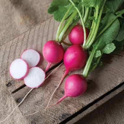 Pink Beauty Pink Beauty Round Radishes