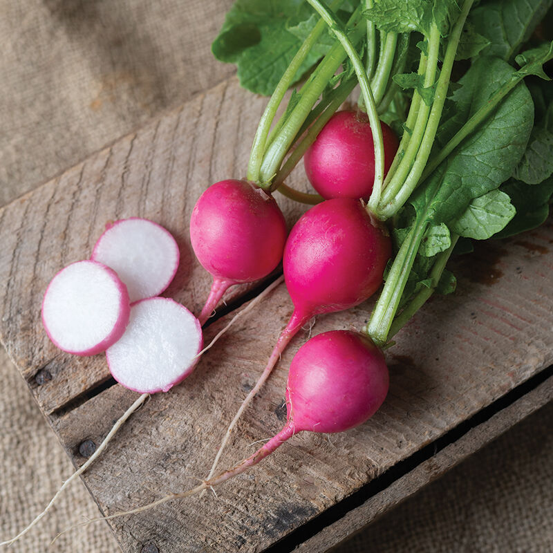 Pink Beauty Pink Beauty Round Radishes