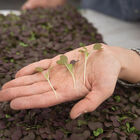 Mustard, Garnet Giant Microgreen Vegetables