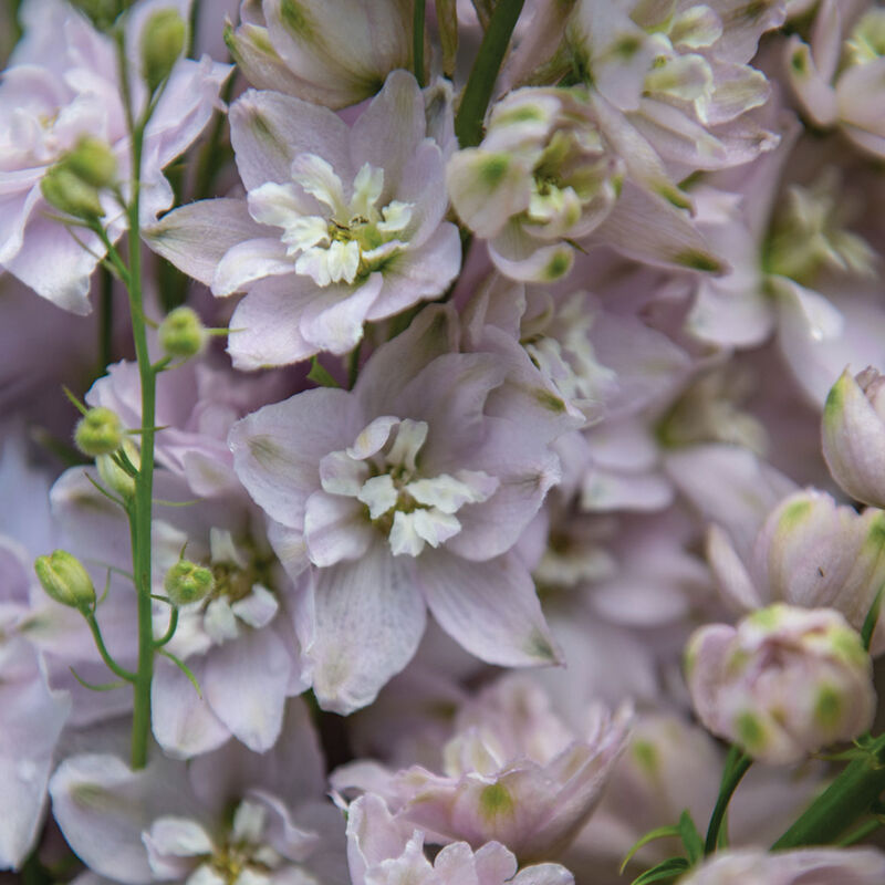 Magic Fountains Cherry Blossom Delphinium