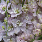 Magic Fountains Lilac Pink White Bee Delphinium