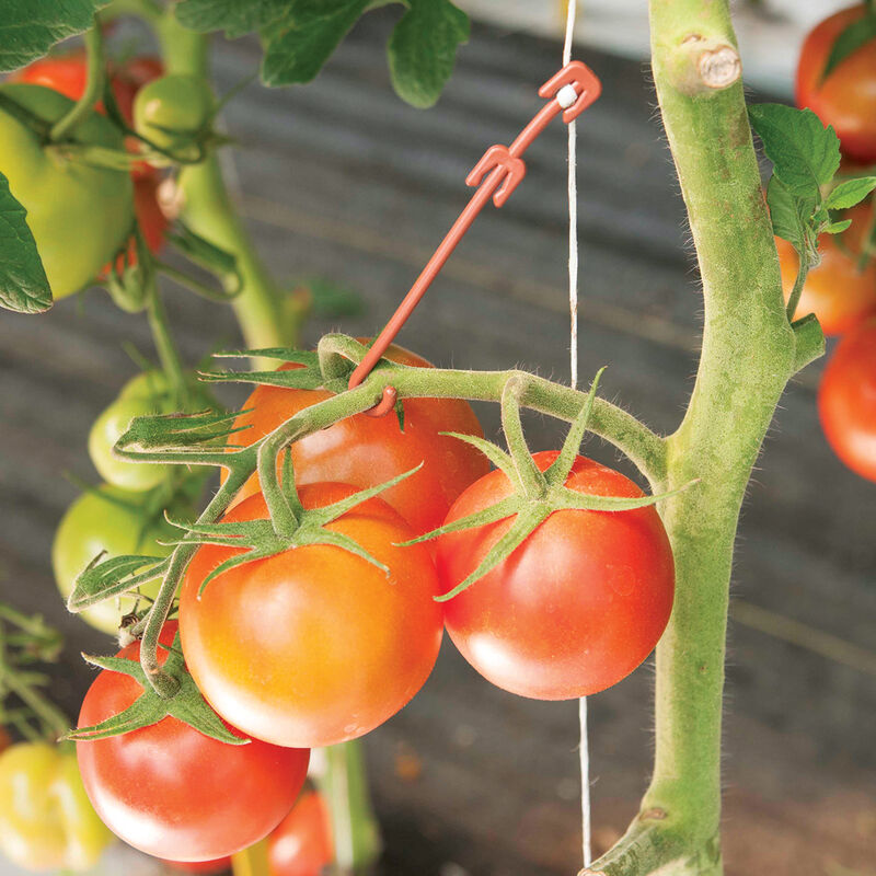 Stemhooks – 100 Count Trellising & Crop Supports