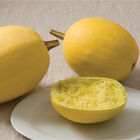 Spaghetti Squash Winter Squash