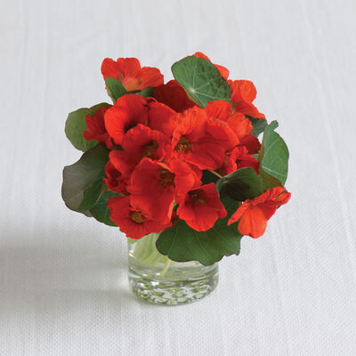 Empress of India Empress of India Nasturtium