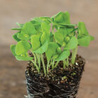 Basil, Italian Large Leaf Microgreen Herbs