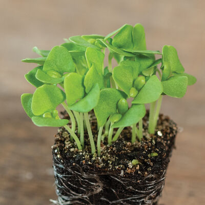 Basil, Italian Large Leaf Microgreen Herbs