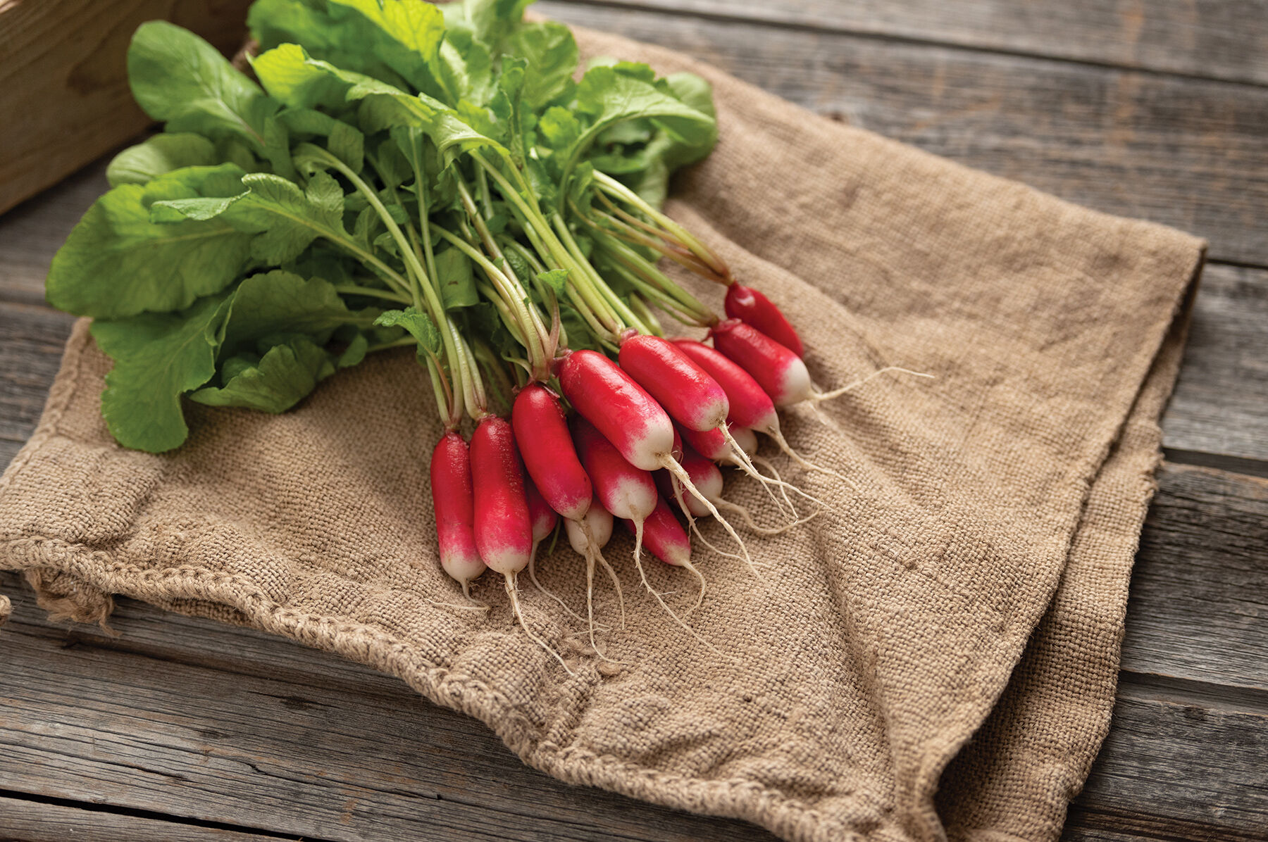 Nelson - Radish Seed | Johnny's Selected Seeds