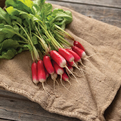 Nelson Long French Radishes