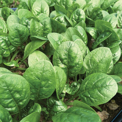 Rangitoto Savoyed-Leaf Spinach