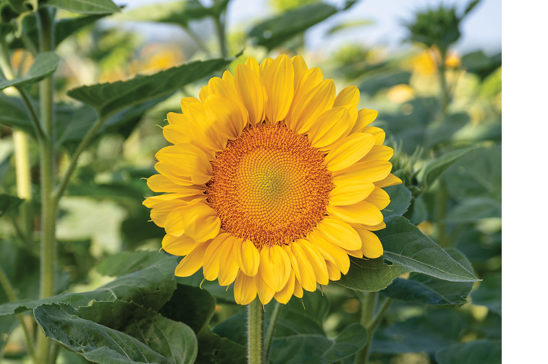 ProCut® Peach Lite - (F1) Sunflower Seed | Johnny's Selected Seeds