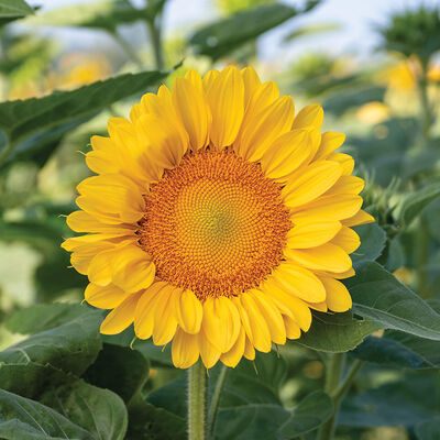 ProCut® Peach Lite Tall Sunflowers
