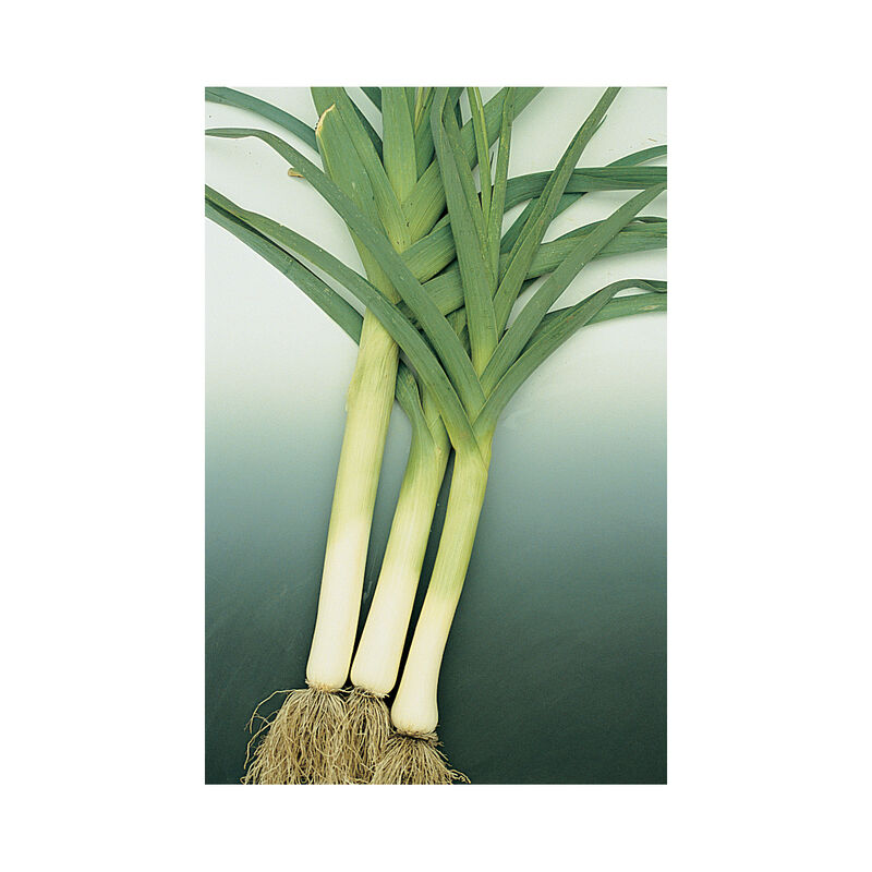 King Richard Leeks