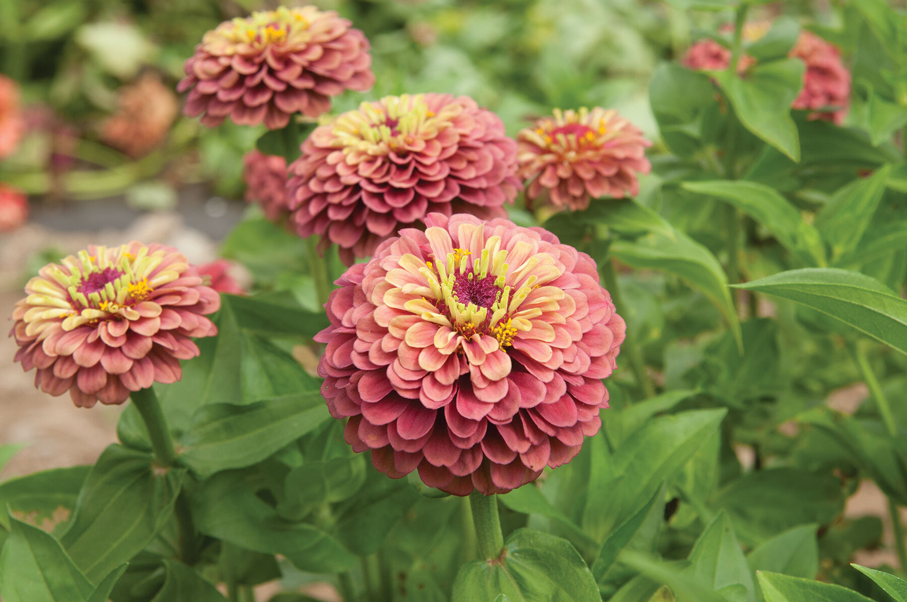 Queeny Red Lime Zinnias