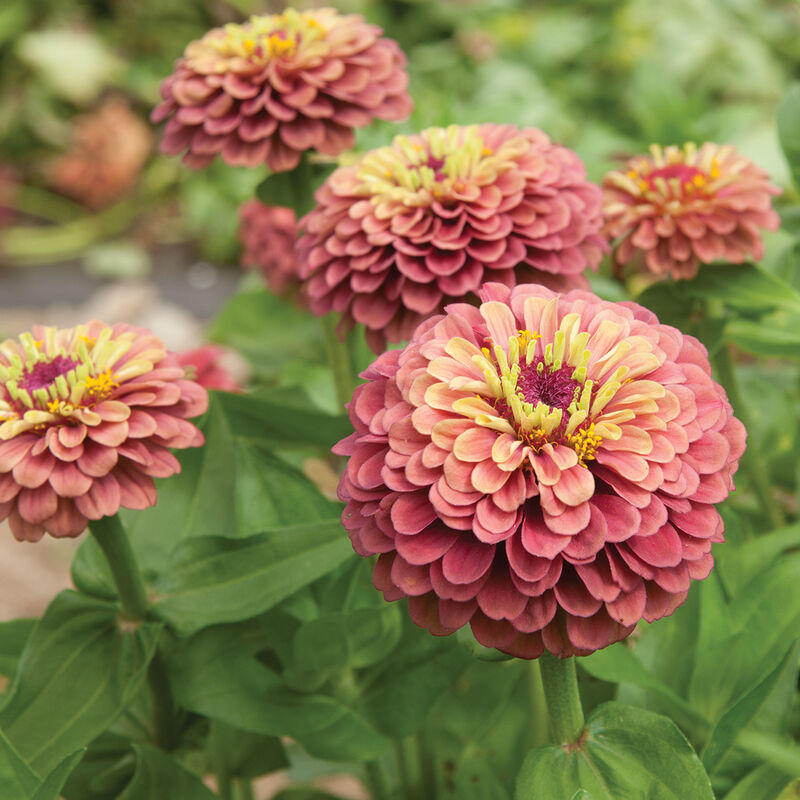 Selskab gele Pensioneret Queeny Red Lime - Zinnia Seed | Johnny's Selected Seeds