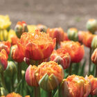 Sensual Touch Tulips