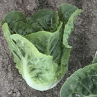 Xalbadora Romaine Lettuce (Cos)
