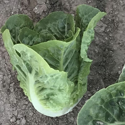 Xalbadora Romaine Lettuce (Cos)