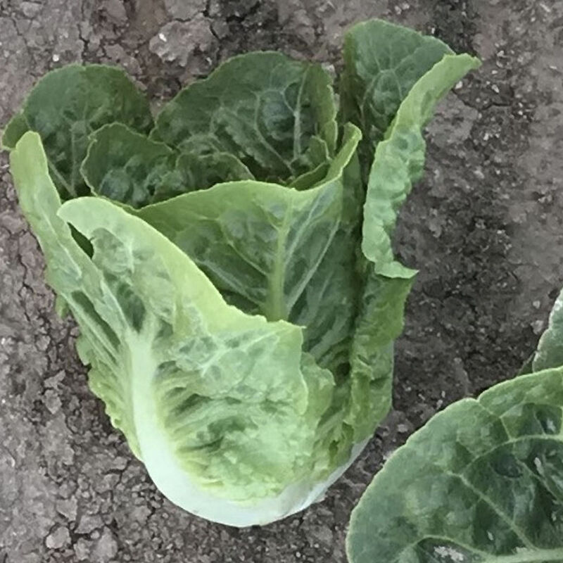 Xalbadora Romaine Lettuce (Cos)