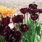 Palmyra Tulips