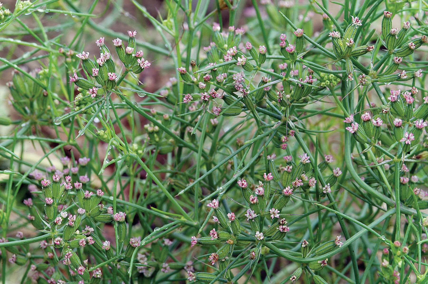 Cumin seeds new arrivals