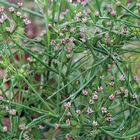 Cumin Cumin Herbs for Salad Mix