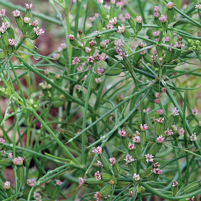 Cumin Cumin Herbs for Salad Mix