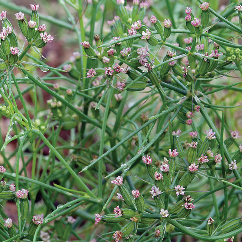 Cumin Cumin Herbs for Salad Mix