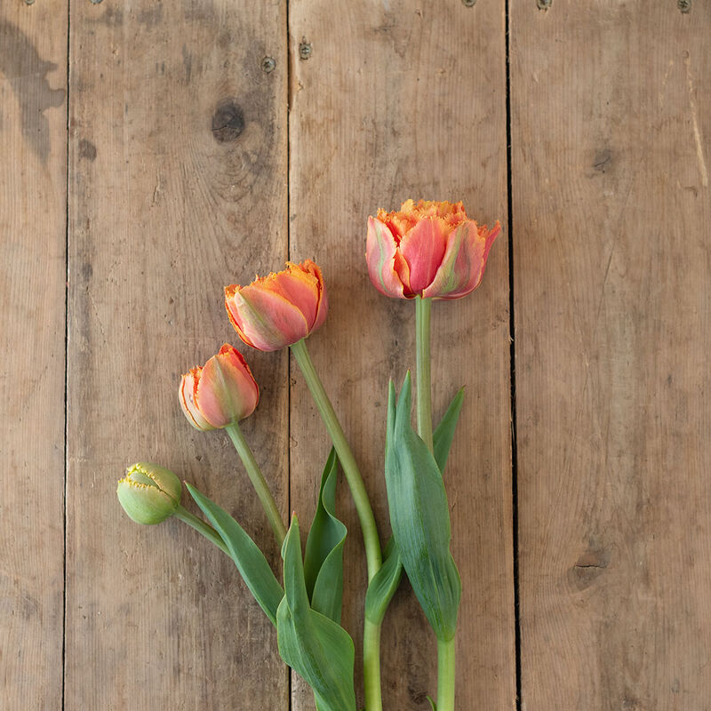 Sensual Touch Tulips