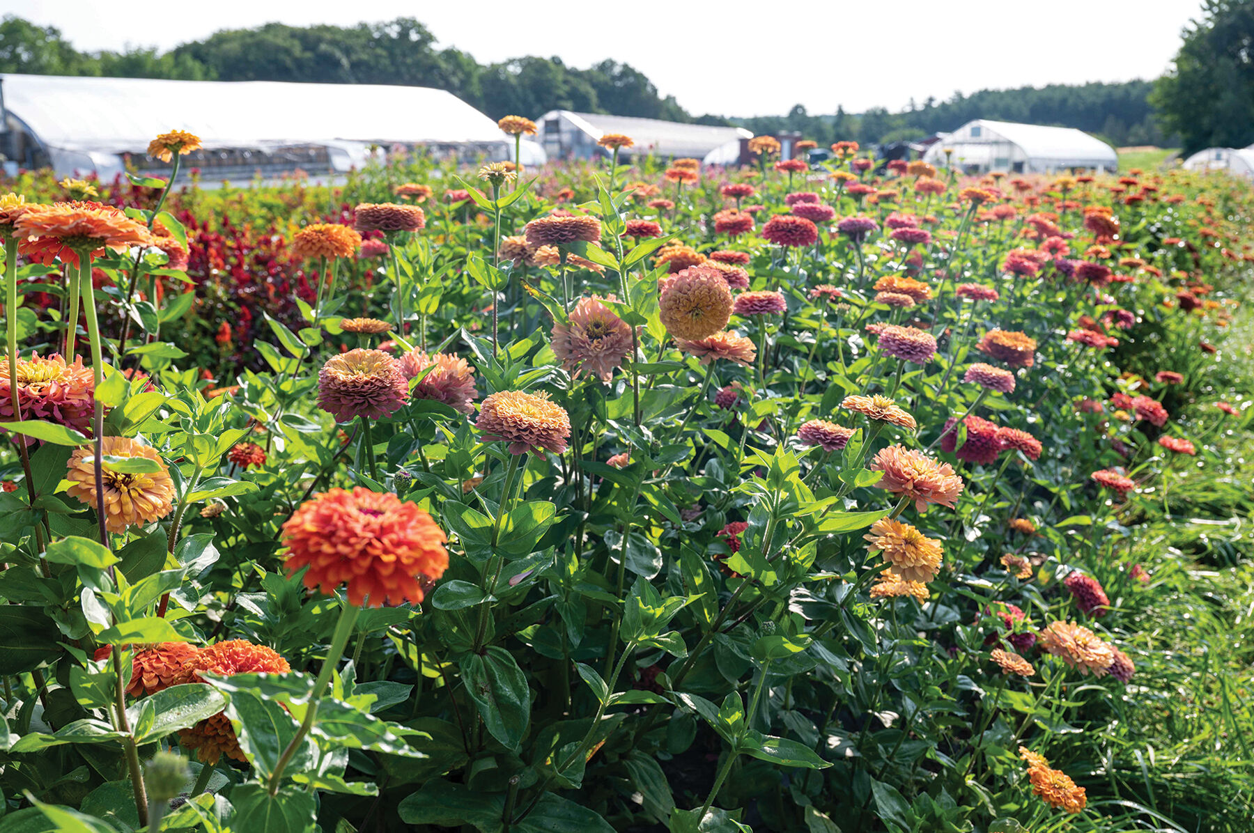 Aurora - Organic Zinnia Seed | Johnny's Selected Seeds
