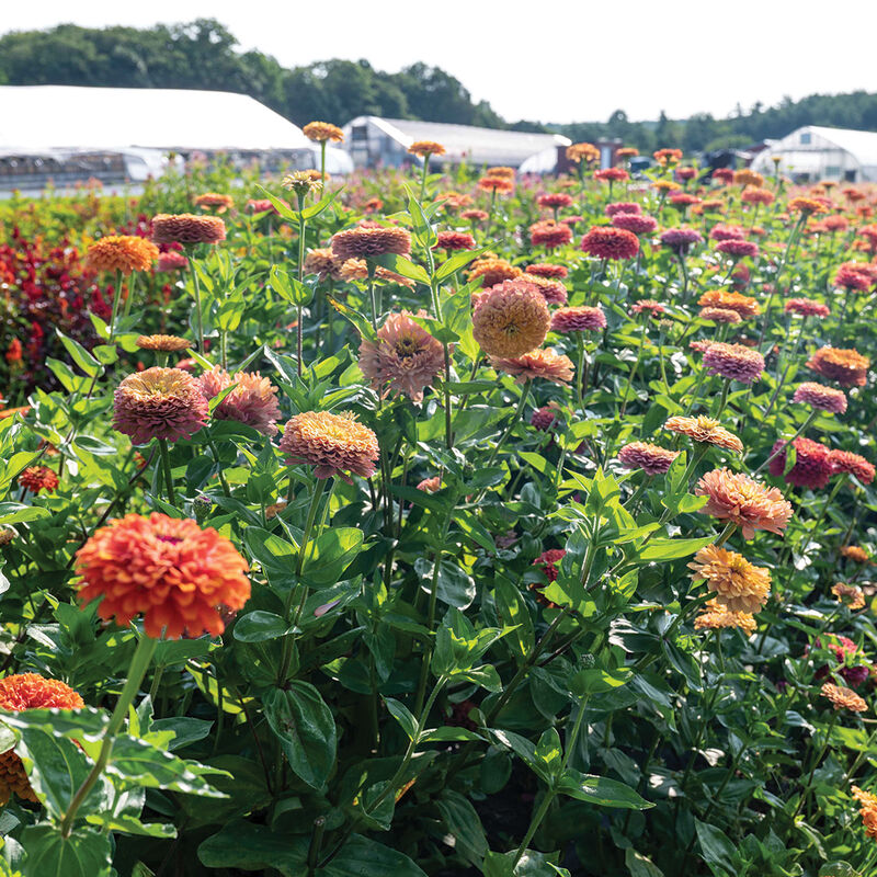 Aurora Johnny's Zinnias