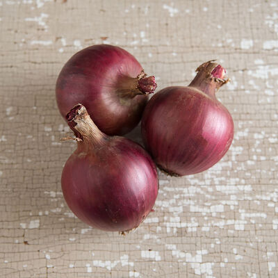 Redwing Onion Plants