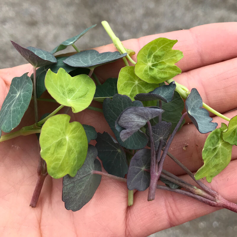 Shades of Green Nasturtium Shoots