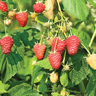 Joan J Raspberry