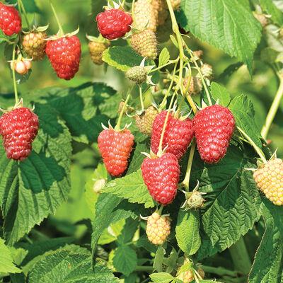 Joan J Raspberry