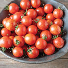 Honey Bee Cherry Tomatoes
