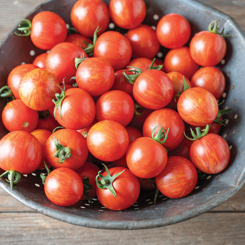 Honey Bee Cherry Tomatoes