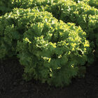 Bergam's Green Lettuce